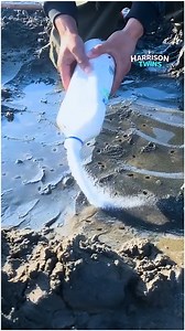 Catching Razor Clams Made Easy With Salt | Harrison Twins