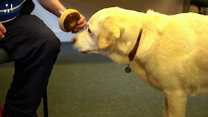 It's time for another episode of Dogs with Jobs! 🐾 This week we are meeting a Dogs for Good - UK community dog! 🐕 Six-year-old Fleck works with adults with learning difficulties and autism to help them regain confidence and independence in their lives. 👏🙌 And we got to have a special session with him in the office! 😍 | Metro