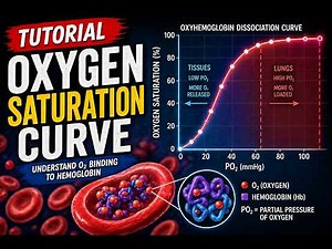 Oxygen Dissociation Curve - Explained