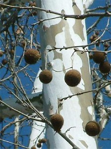15-20” Tall American Sycamore Tree - Platanus Occidentalis 1-2 Year Old Tree - Etsy