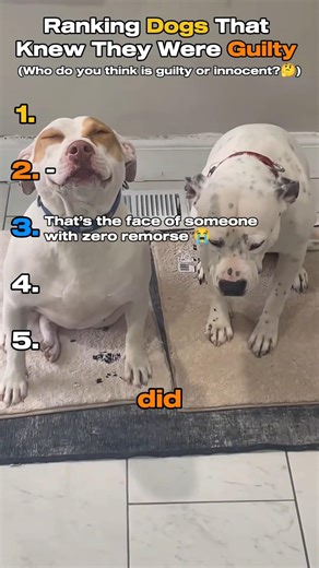 Ranking Dogs That Knew They Were Guilty 😭