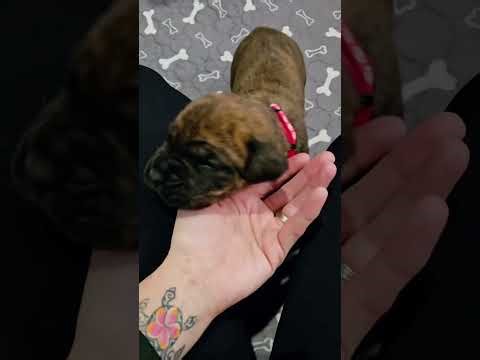 AKC Cane Corso Puppies 3 Weeks Old Champion Lineage Northeast Ohio