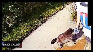 1.1K views | A limping raccoon finds help from police officers. Can they get the raccoon to safety? | American Voices | Facebook