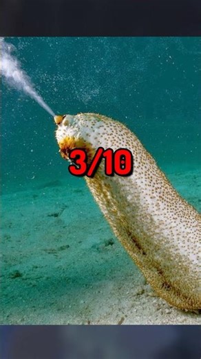 Ranking Underrated Animals…