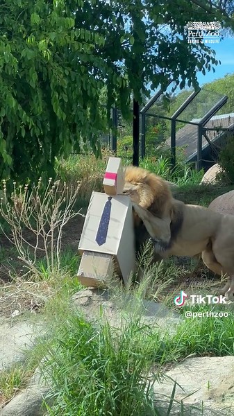 Perth Zoo on TikTok
