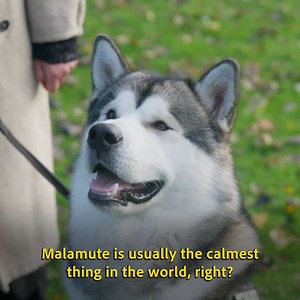 It’s the owner, not the dog, who needs to learn to stay calm! 😅🐾 | Dogs Behaving Very Badly