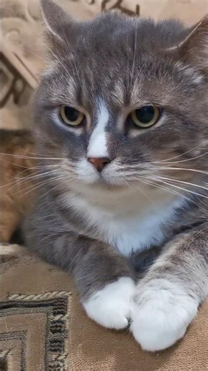 Cute cat 🐈🐈#cat​ #catvideo​ #funny​ #shorts​ #aicatstory​ #ai​ #aiart​ #shortsfeed​ #cartoon​ ​​