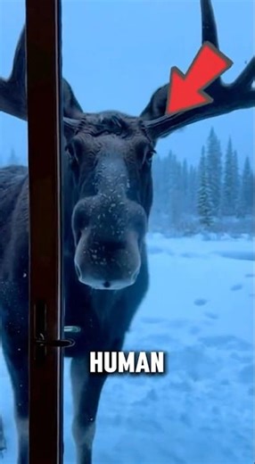This Moose Never Forgot Who Saved Him!