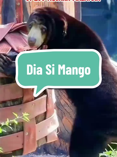 Mango ialah seekor beruang matahari Malaya (Malayan sun bear) yang menjadi salah satu tarikan popular di Zoo Negara Malaysia. Selain jadi tarikan pengunjung, Mango juga sering menjadi sebahagian daripada program adopsi atau sokongan haiwan yang dijalankan oleh zoo. Orang ramai boleh memilih untuk “mengangkat” atau menyokong penjagaan Mango melalui kempen-kempen Zoo Negara yang bertujuan untuk meningkatkan kesedaran dan dana bagi pemuliharaan haiwan. @Zoo Negara Malaysia @Datuk Rosly Lana #PandaW