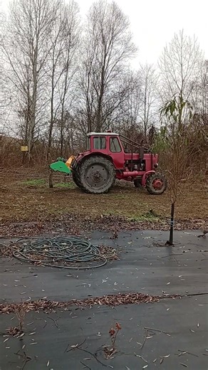 Bäume aus ziehen mit Belarus MTS 52 in Waldgarten 02.12.2025