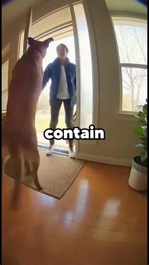 This dog is so excited to see its owner! #dog #puppy #happy #positivevibes