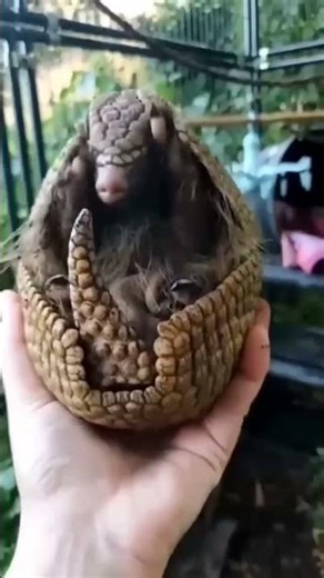 ARMOR: The Power of Natural Armor vs. Technological Armor