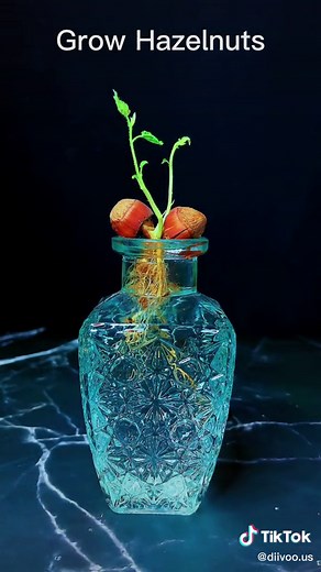 Guide to Growing Hazelnuts: Planting Tips and Techniques