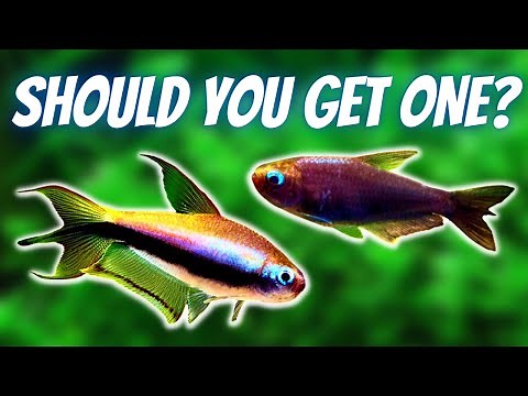 A Fish With Many Names! Emperor Tetra Care and Breeding Guide - AKA Kerri or Royal Tetra