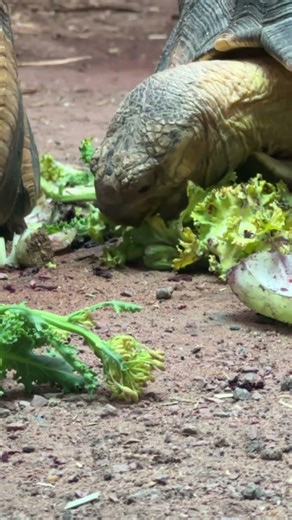 Tortoise feeding | Chester Zoo #shorts
