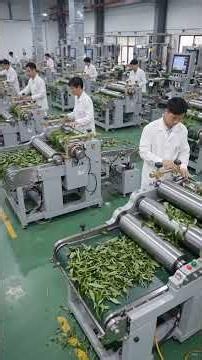 How Tea Is Processed | From Tea Leaves to Your Cup 🍵
