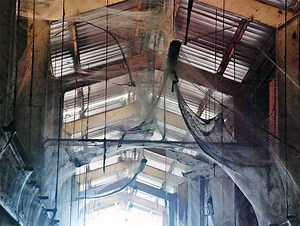 107 Million Spiders Found in 4-Acre Nest at Baltimore Wastewater Plant