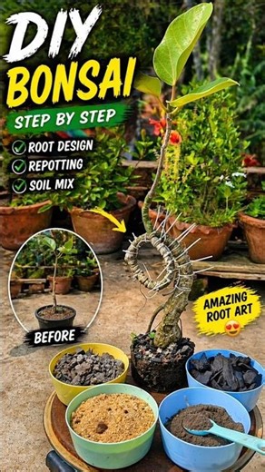 “How to Amazing Bonsai Transformation | Root Styling & Repotting Process” #short #gachbagan #bonsai
