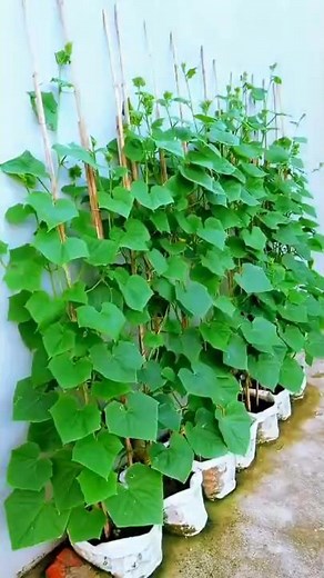 Homegrown Cucumbers: Your Ultimate Guide to Container Gardening 🥒