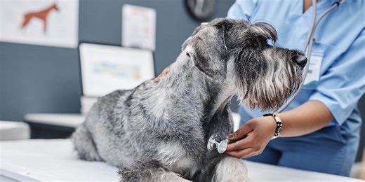 Protect Your Pet: Picking The Right Insurance Plan