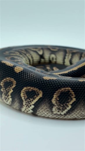 Female Chocolate Black Pastel Red Stripe het Clown Ball Python