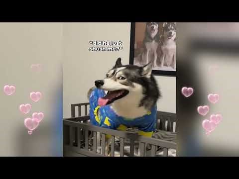 Safe to say Blue still isn’t sure about the foster…