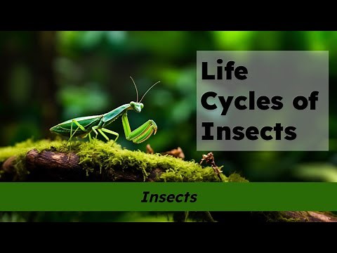 CKLA Grade 2 Domain 8 Lesson 3 Life Cycles of Insects