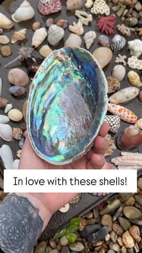OMG 😍 In LOVE with these shells! #ShellReveal #OceanVibes #CoastalAesthetic #BeachFinds #SeaShellLove #ShellCollector #CoastalDecor #NatureReveal #BeachTreasures #OceanInspired #SeaShellArt #TidalTreasure #CoastalStyle #ShellAddict #BeachVibesOnly #MarineMagic #CoastalHomeDecor #SeaLovers #ShellObsession #OceanDiscovery #BeachArtistry #TidepoolTreasures #NaturalBeautyFinds #CoastalCharm #SeaInspiredArt #OceanCollectors #ShorelineFinds #CoastalCreation #BeachcomberLife #UnderTheSeaVibes | Juvett