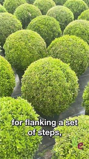 Plant Profile: Topiary Buxus balls