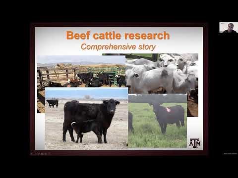Nutritional strategies for pregnancy success in beef cattle - Dr. Reinaldo Cooke
