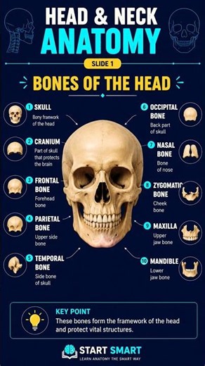Head & Neck Anatomy Terminologies Made Easy | Basic to Advanced