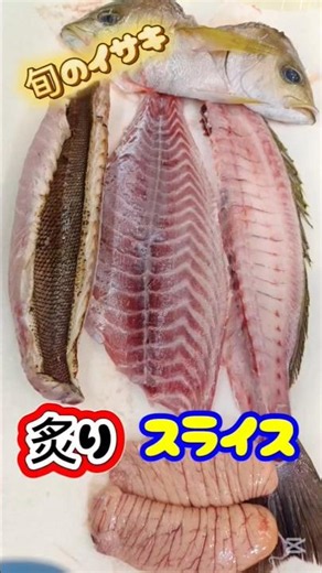 梅雨イサキの平切り【炙りのお造りまで】 #イサキ 刺身 #イサキ #西浅