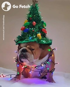 153K views · 4.2K reactions | When you are super excited for Christmas...  | Go Fetch | Facebook