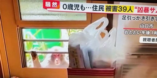 Aggro-Affen terrorisieren Stadt in Japan | Nau.ch