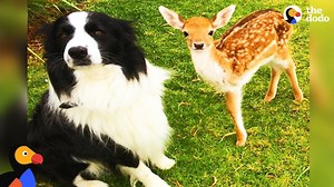 Rescued Baby Deer Grows Up With Dogs - 1Funny.com