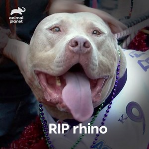 852K views · 10K reactions | Most people will never accomplish what pit bull Rhino did in his 15 years of life... #PitBullsandParolees | Animal Planet | Facebook
