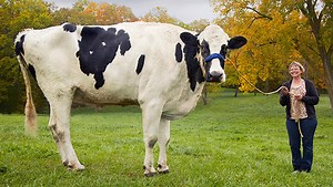 Video: Tallest cow ever - Guinness World Records pays tribute to Blosom
