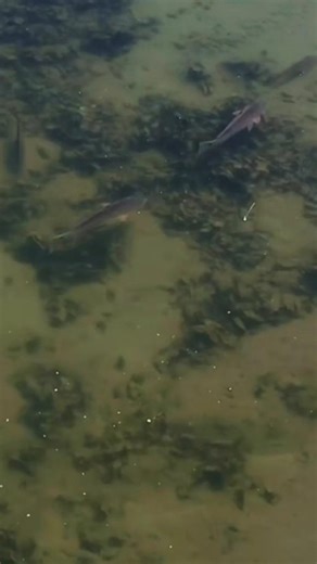 Redfish Feeding Behavior EXPOSED (From Above) 👀🔥