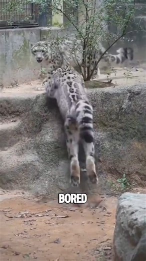 27. The Skittish Snow Leopard ❄️🐆 — Elusive, majestic, and rarer than you think! 😳 #tiktok #animals #foryou #facts #snowleopard #wildlife #viral #trendingnow | Polar Life