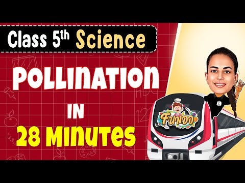 POLLINATION in 28 Minutes || Class 5 Science || Exam Express