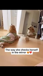 Some dogs can recognize their reflection in a mirror and use it to check themselves, showing signs of self-awareness, curiosity, or simply responding to movement—though not all dogs understand that the reflection is their own. Share and follow if you like dog videos Credit unknown Please DM us for credit #dog #doglover #cutedog #happydog #goldenretriever #cutegoldenretrievers #mirror #dogandmirror | My Floofy