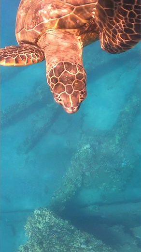 World Turtle Day! In Hawaii, sea turtles or “Honu”, are a special encounter when we are snorkeling. It’s important to remember in situations like this if a turtle comes close to you to slowly back away and give them their space so they feel comfortable to come to the surface to breath and go about their daily lives. They are an important part of our eco system and are protected in Hawaii. #seaturtle #ocean #travel #hawaii #endangered #animals | Hawaii Ocean Rafting
