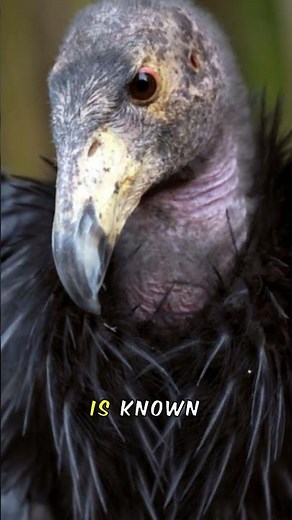 CALIFORNIA CONDOR vs ANDES GIANT! Who Wins