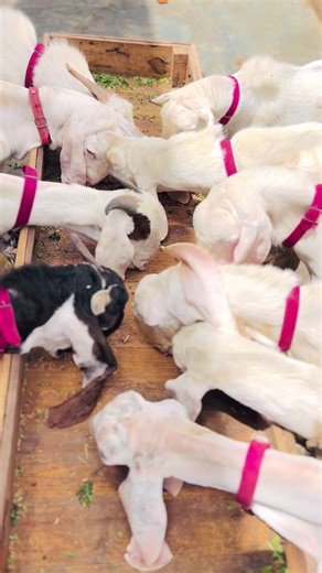 Goat Farm Life & Daily Routines