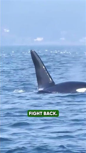 This Orca Hit With the Force of a Car Crash | The Ocean’s Hidden Power Reveale