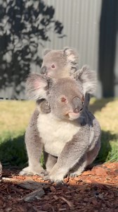 Introducing Willa and baby Warami! The first koala joey born this season, Warami's name (pronounced Wuh-rah-mee) is a Dharug word meaning 'good to see you' 🐨 | Sydney Zoo