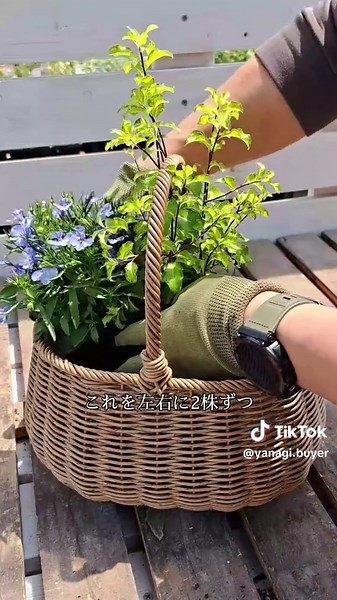 涼しげなロベリアの寄せ植えの作り方