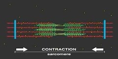 Cellular mechanism of muscular contraction