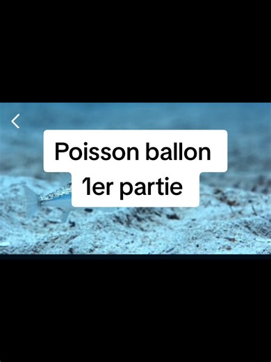 Documentaire Pro Max sur le Poisson Ballon