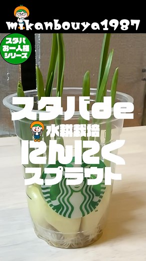 mikanbo-ya家庭菜園 on Instagram: "スプラウトにんにくの簡単な育て方を紹介します！室内だけで約10日前後で完成します！超美味しくて超栄養価が高いマストグロウな野菜です！ #家庭菜園 #水耕栽培 #スタバ #スプラウト #にんにく にんにくの発芽適温と生育適温は約15℃〜20℃なので寒い時期暑い時期はエアコンで空調しましょう！ 【え？スプラウトにんにくってなに？】 普通のにんにくが発芽して新芽が伸びてきた状態の事をスプラウトにんにくといいます！なんとそうなると栄養価がぐーーーんと上がるんです！進化ぁああ！！ ステータスはこのように変わります！ ・まずにおいが減少 ・鉄分 約9倍 ・GABA 約7.5倍 ・亜鉛 約4.5倍 ・マグネシウム 約2.44倍 ・カルシウム 約8.1倍 と、少しの手間をかけるだけでこんなにパワーアップするならやらない手はないですよね！そして超美味しい！しかも買うと結構高いんすよね〜！ 素揚げはもちろん、天ぷらや、マヨネーズを付けて焼いたりなどお酒のおつまみやおやつなどに最高です！！是非お試しあれ〜！ 【🐱使用している物】 にんにく→ホーム